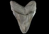 Large, Megalodon Tooth - Georgia #76475-1